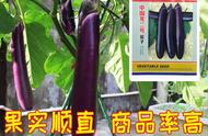亩产10吨的紫长茄品种（新品种红丰紫长茄）