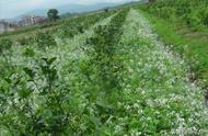 肥田萝卜最佳种植时间（肥田萝卜种植时间和详细方法）