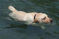 狗狗专门的游泳的地方有哪些（北京有哪些狗狗可以游泳的地方）