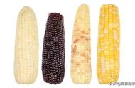 哪种玉米是转基因的（排名第一的玉米品种）