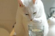 猫一直喝水什么原因（猫瘟猫开始大量喝水不吃）