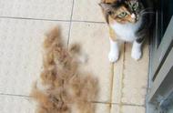 几个月的猫咪开始退毛（猫咪三个月就开始掉毛吗）