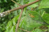 黄蚂蚁对柑桔树有危害吗（柑橘最怕的三种虫）
