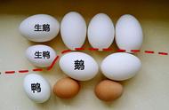 孕妇正确吃鹅蛋的做法（几个月吃鹅蛋预防黄疸）