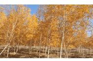 白桦树为什么是黄色的叶子（白桦树一年四季都是什么颜色）