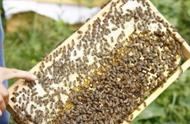 中蜂最简单的养殖方法（中蜂养殖技巧和管理技巧）