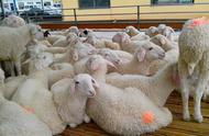 十只母羊一年能产多少小羊