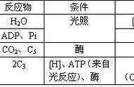 光合作用需要条件（光合作用的条件是什么）