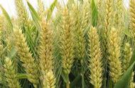 小麦中早熟品种有哪几种（小麦品种生长期长好还是短好）