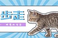 猫各个动作解释图（1-4个月幼猫怎么训练）