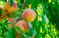 10亩桃树一年利润多少（一亩苹果园一年能挣多少钱）