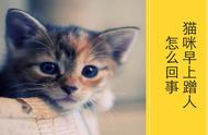 猫为啥早上会用头蹭你（猫拿头蹭你是什么原因）