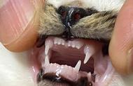 猫猫的牙齿长什么样子（猫猫长了几个牙齿）