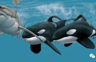 虎鲸和大白鲨谁厉害（虎鲸天敌）