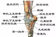 前脚掌痛位置图（脚掌疼痛位置图）