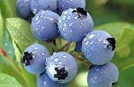 适合阳台种植的蓝莓（蓝莓阳台种植方法全过程）