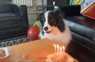 给狗狗过生日好吗（给狗狗过生日是一种什么样的体验）