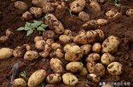 土豆用什么肥料高产（花生用什么肥料最好）
