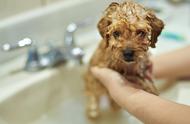 狗狗第一次洗澡需要注意什么（狗狗怎么洗澡注意什么）