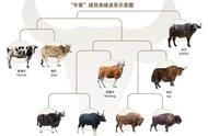 雪花牛的品种有哪些（中国本土雪花牛品种）