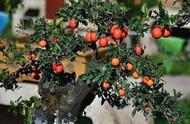 冬季挂果的果树品种（适合冬天种植的果树品种）