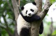熊猫一般一天吃多少根竹子（熊猫平均每天吃多少竹子）