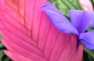 铁兰花的养护方法和注意事项（铁兰花的养护和繁殖方法）