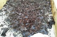 没腐熟的树叶能做肥料（落叶可以直接当肥料埋在土里吗）
