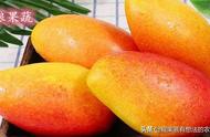 桂七芒果可以在广东种植吗（田东桂七芒果几月份种植）