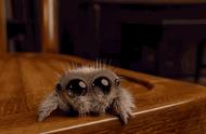 蜘蛛有五个眼睛吗