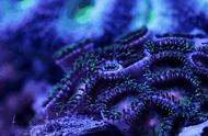 珊瑚是危险动物么（为什么珊瑚被判定为动物）