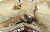 河蚌怎样才可以繁殖后代（河蚌的繁殖方法和注意事项）