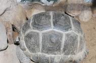 缅甸陆龟寿命多少岁（缅甸陆龟品种对照表）