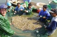 白对虾池塘大雨后水色变浓怎么办（对虾养殖土塘出现黄泥水怎么解决）