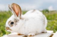 垂耳兔最多活几年（垂耳兔能活多久最大能长多大呢）