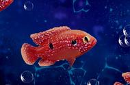 红宝石鱼的正确养殖方法（红宝石鱼公母对照图纸）