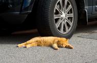 车子引擎盖怎么防止猫在上面睡觉（怎么防止猫进汽车发动机舱）