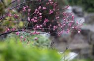 清明时节雨纷纷停顿划分（清明朗诵停顿划分）