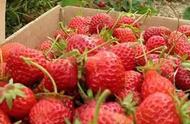 草莓种植季节是几月（草莓种植方法全过程）