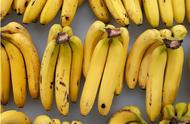 减肥期间一天可以吃几根香蕉（减肥期间能一天吃两根香蕉吗）