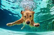 狗游泳需要洗澡吗（狗会游泳 为什么洗澡要吹干）