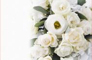 一朵白色玫瑰花的花语是什么（白色玫瑰花花语是什么）