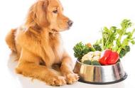 如何让狗狗吃掉蔬菜（怎么教会狗狗吃蔬菜）