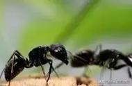 长期吃黑蚂蚁（正常人长期吃黑蚂蚁好吗）