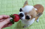 狗为啥吃不了草莓（狗一天能吃多少草莓）