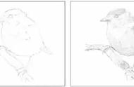 素描画动物教程步骤（简易动物素描画的教程）