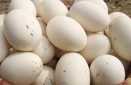 鹅蛋怎样吃最有营养（女性长期吃鹅蛋的好处）