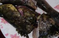 水煮珍珠龙胆石斑鱼做法（水煮石斑鱼的正确做法）