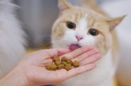 猫咪吃什么东西可以补充维生素（猫咪补充维生素怎么补充）