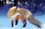 狐狸说葡萄酸是出自哪篇寓言（看图写话狐狸猴子和葡萄）